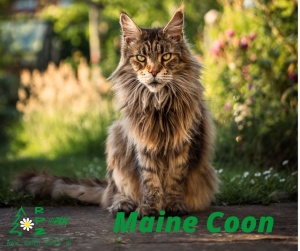 Z cyklu poznaj rasę - Maine Coon