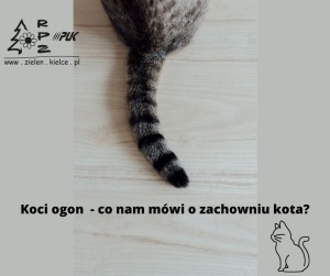 Koci ogon - co mówi o zachowaniu kota?