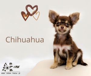 Z cyklu poznaj rasę - Chihuahua