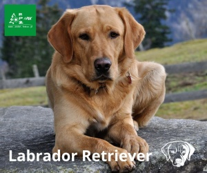 Z cyklu poznaj rasę - Labrador Retriever