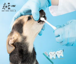 Czyszczenie zębów psa - porady