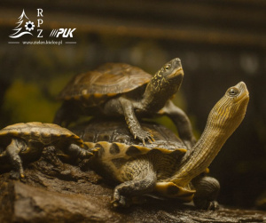 Terrarium dla żółwia