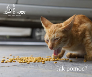 Co zrobic gdy kot wymiotuje?