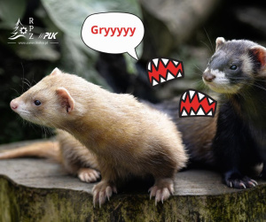 Co zrobić, gdy fretka gryzie? Sposoby postępowania i czego unikać