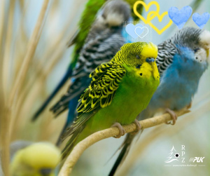 Rozmnażanie ptaków domowych – praktyczny poradnik