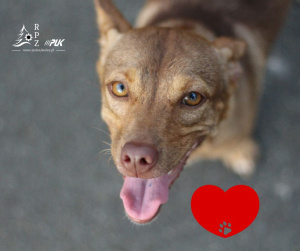 Choroby serca u psów – objawy i profilaktyka