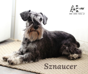 Z cyklu - poznaj rasę