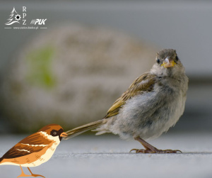 Co grozi ptakom w mieszkaniu?